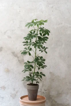 Gulvplanter Og Store Træer|Danskavlede Planter^PLANT Schefflera arboricola