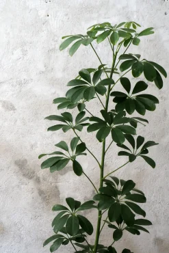 Gulvplanter Og Store Træer|Danskavlede Planter^PLANT Schefflera arboricola
