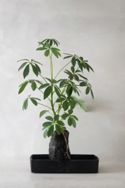 Tropiske Planter^PLANT Schefflera på Lavasten