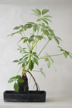 Tropiske Planter^PLANT Schefflera på Lavasten