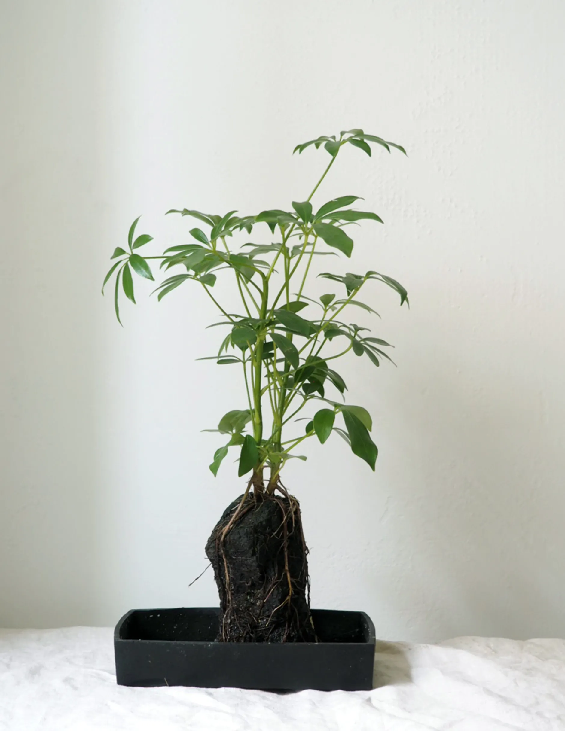 Tropiske Planter^PLANT Schefflera på Lavasten