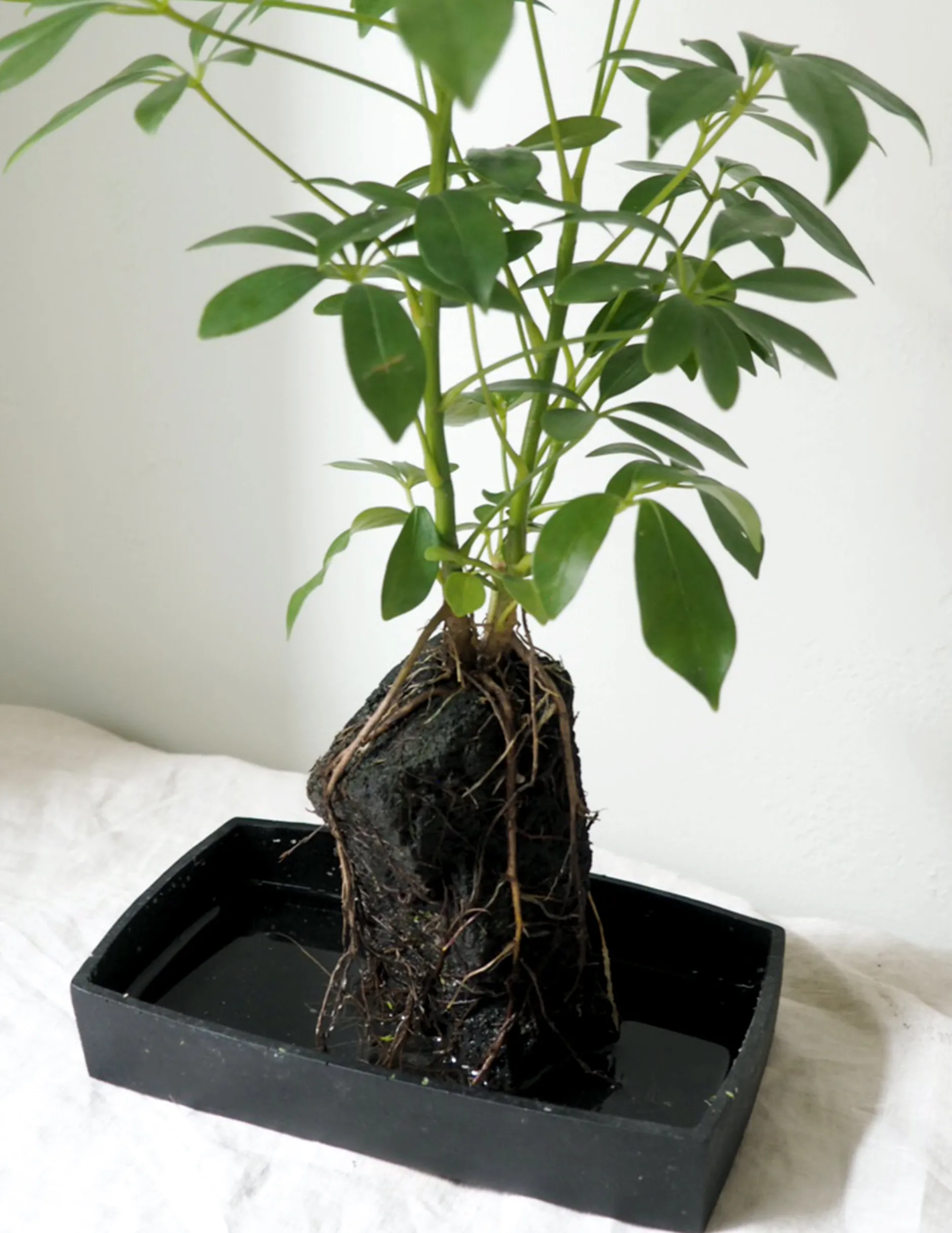 Tropiske Planter^PLANT Schefflera på Lavasten