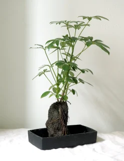 Tropiske Planter^PLANT Schefflera på Lavasten