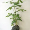 Planter I Vand|Tropiske Planter^PLANT Schefflera på Lavasten, oversize
