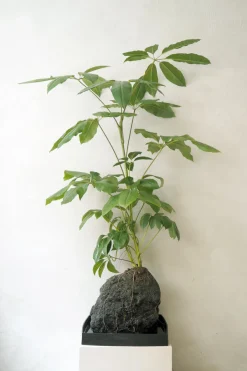 Planter I Vand|Tropiske Planter^PLANT Schefflera på Lavasten, oversize