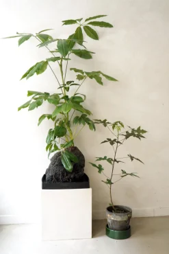 Planter I Vand|Tropiske Planter^PLANT Schefflera på Lavasten, oversize