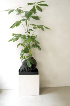Planter I Vand|Tropiske Planter^PLANT Schefflera på Lavasten, oversize