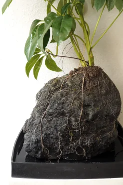 Planter I Vand|Tropiske Planter^PLANT Schefflera på Lavasten, oversize