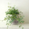 Danskavlede Planter^PLANT Seleginelle Peacock bregne