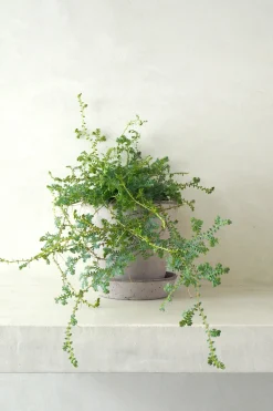 Danskavlede Planter^PLANT Seleginelle Peacock bregne