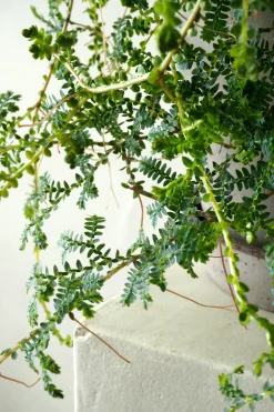 Danskavlede Planter^PLANT Seleginelle Peacock bregne