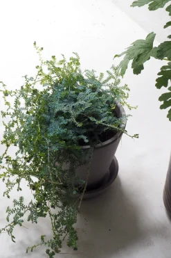 Danskavlede Planter^PLANT Seleginelle Peacock bregne