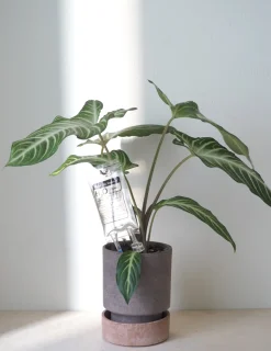 Selvvanding^PLANT Selvvandende Life support, lille