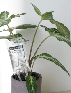 Selvvanding^PLANT Selvvandende Life support, lille