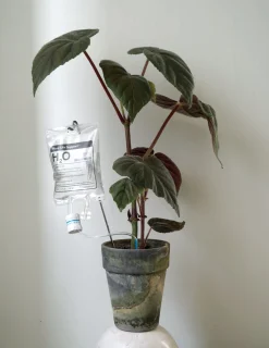 Selvvanding^PLANT Selvvandende Life support, stor