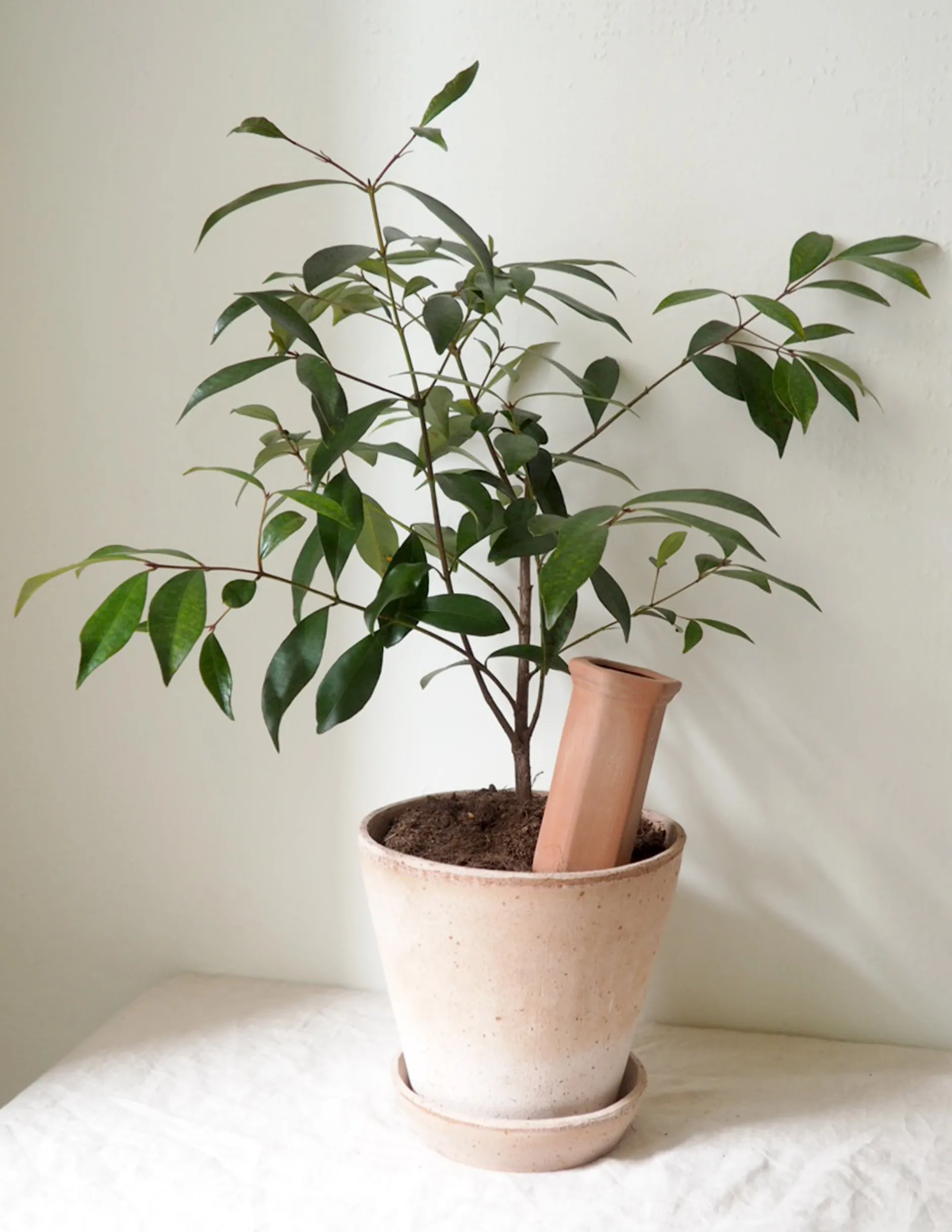 Selvvanding^PLANT Selvvandingscylinder