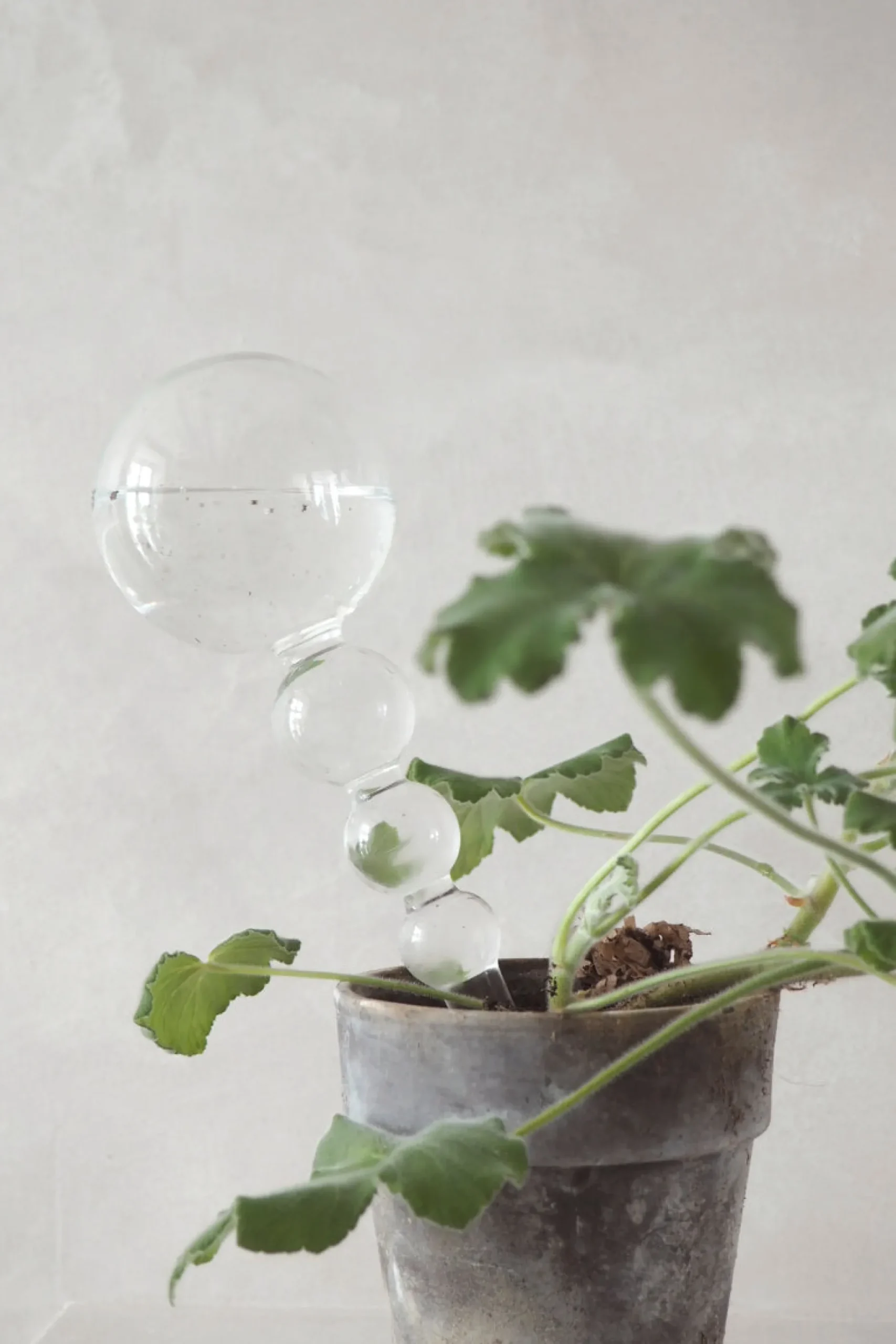 Selvvanding^PLANT Selvvandingsglas, dot
