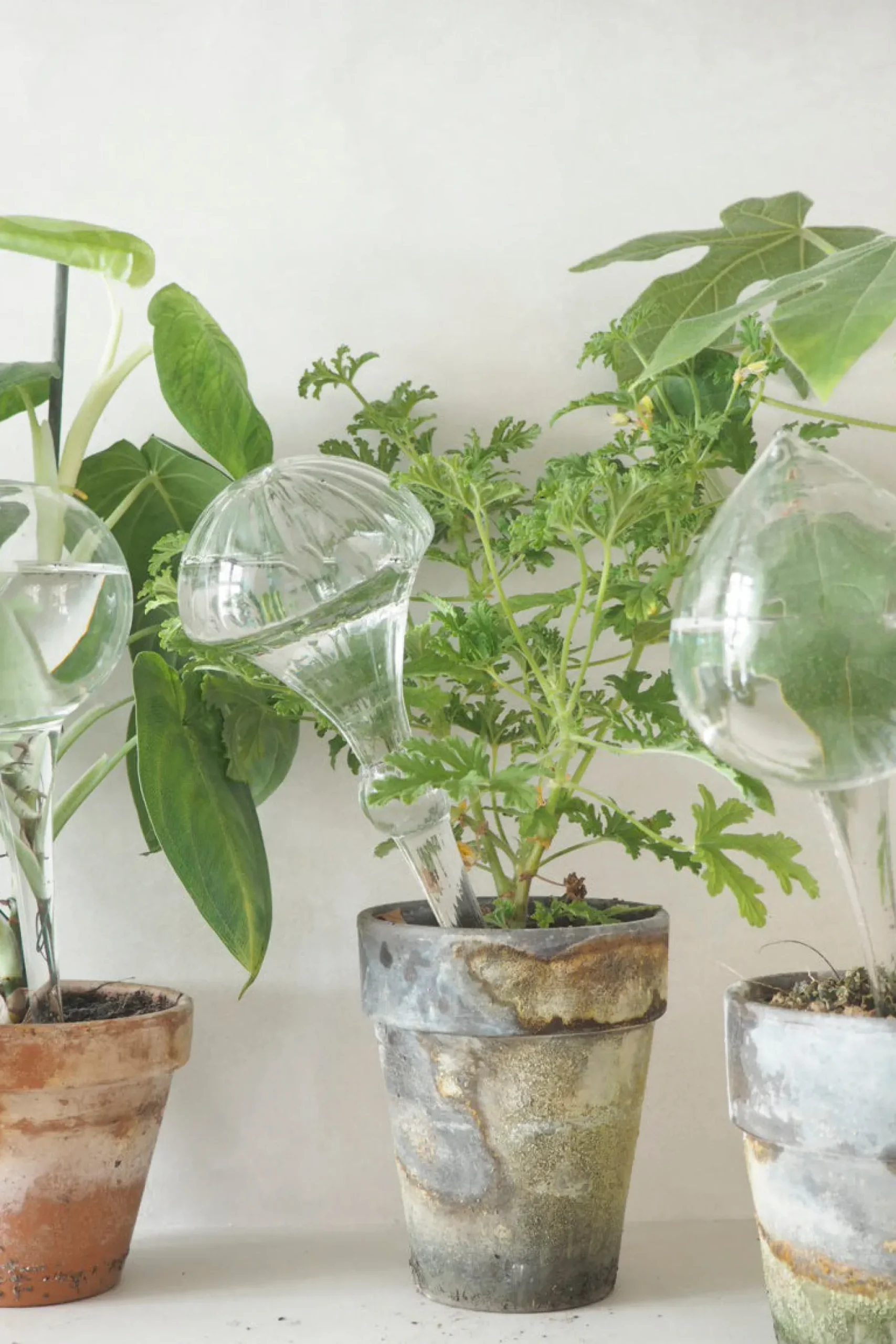 Selvvanding^PLANT Selvvandingsglas, dot
