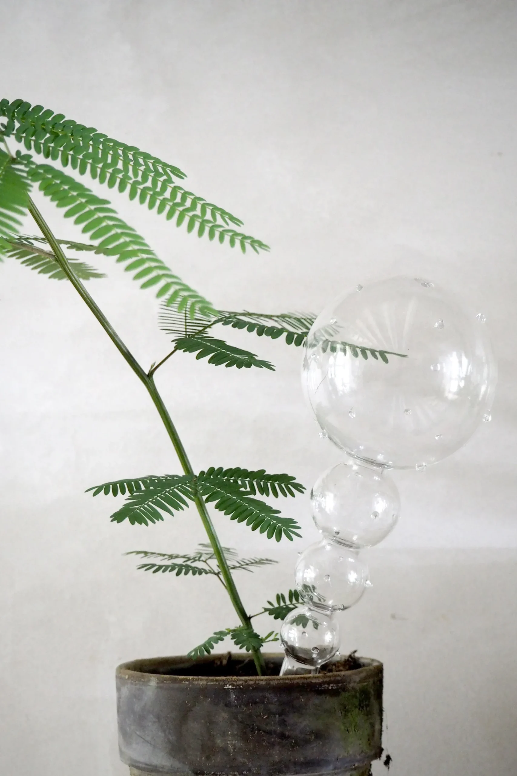 Selvvanding^PLANT Selvvandingsglas, double dot