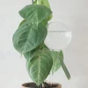 Selvvanding^PLANT Selvvandingsglas, globe