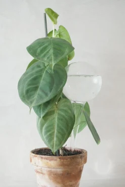 Selvvanding^PLANT Selvvandingsglas, globe