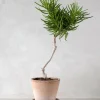 Ørkenplanter Og Knoldplanter^PLANT Senecio barbertonicus