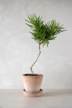 Ørkenplanter Og Knoldplanter^PLANT Senecio barbertonicus