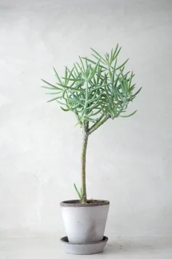 Ørkenplanter Og Knoldplanter^PLANT Senecio Talinoidem