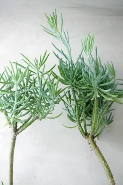 Ørkenplanter Og Knoldplanter^PLANT Senecio Talinoidem