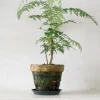Danskavlede Planter^PLANT Silke Eg