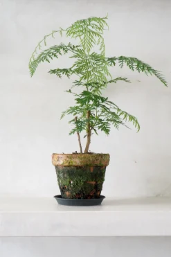 Danskavlede Planter^PLANT Silke Eg