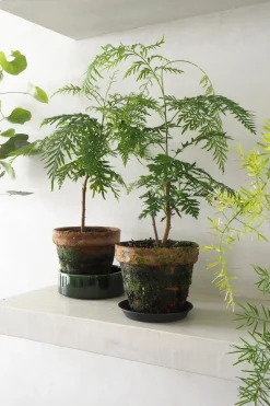 Danskavlede Planter^PLANT Silke Eg