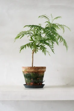 Danskavlede Planter^PLANT Silke Eg
