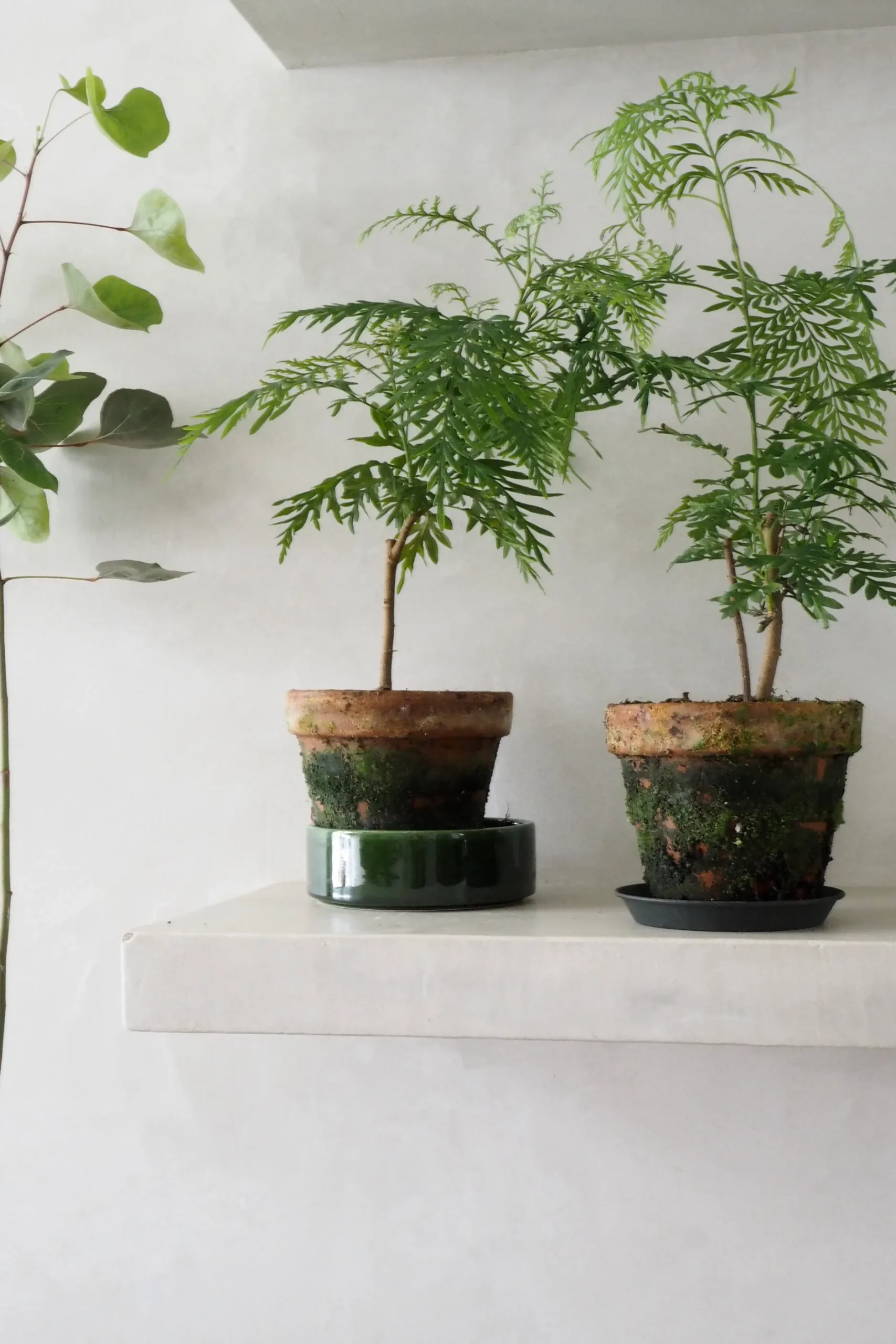 Danskavlede Planter^PLANT Silke Eg