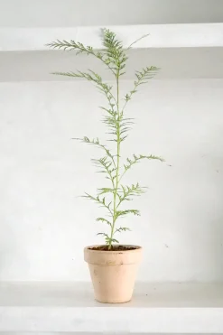 Danskavlede Planter^PLANT Silkeeg
