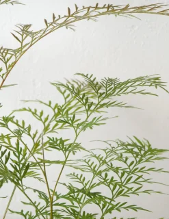 Danskavlede Planter^PLANT Silkeeg