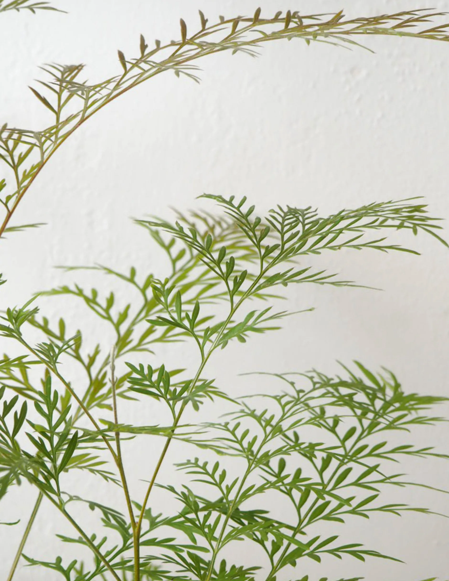 Danskavlede Planter^PLANT Silkeeg