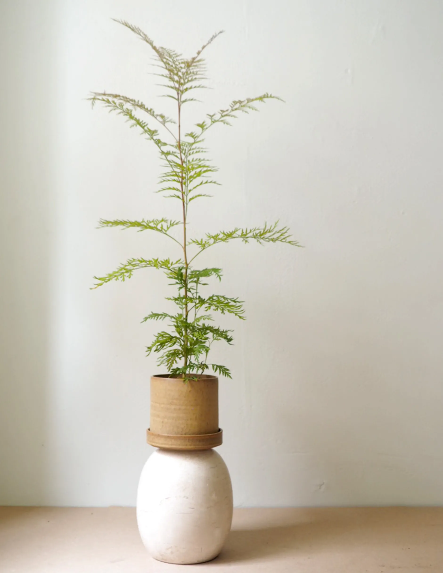 Danskavlede Planter^PLANT Silkeeg