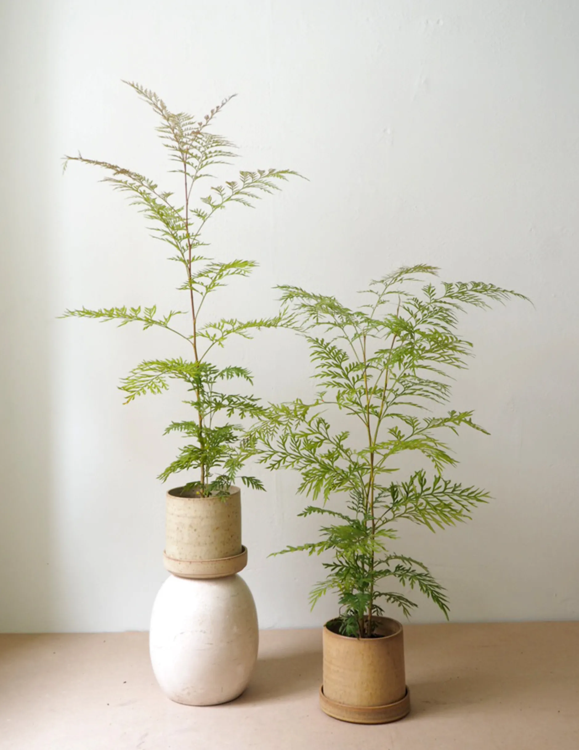 Danskavlede Planter^PLANT Silkeeg