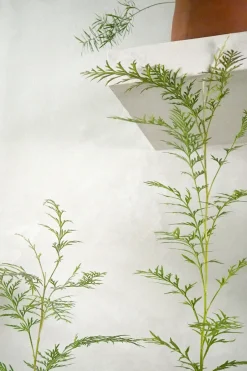 Danskavlede Planter^PLANT Silkeeg