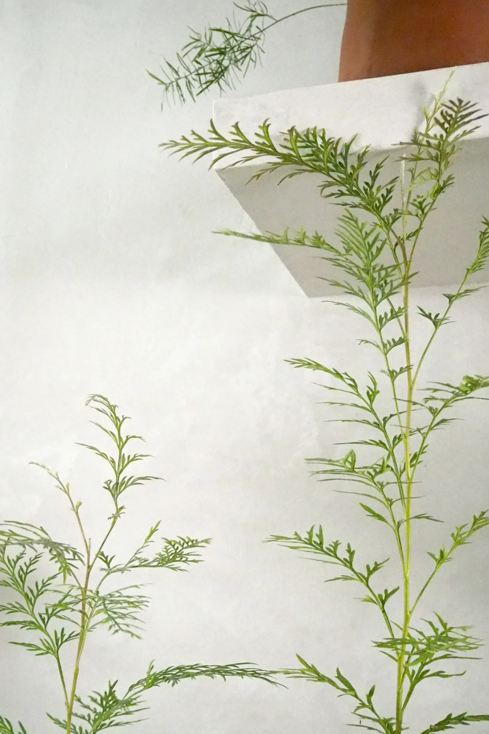 Danskavlede Planter^PLANT Silkeeg