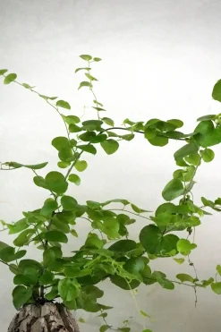 Ørkenplanter Og Knoldplanter^PLANT Skildpaddee - Dioscorea Elepantipes