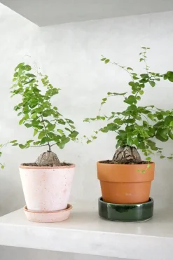 Ørkenplanter Og Knoldplanter^PLANT Skildpaddee - Dioscorea Elepantipes