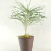 Danskavlede Planter^PLANT Skovfyr