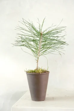 Danskavlede Planter^PLANT Skovfyr