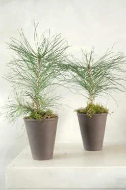 Danskavlede Planter^PLANT Skovfyr