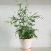 Tropiske Planter^PLANT Sølvbånd bregne