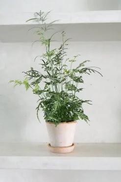 Tropiske Planter^PLANT Sølvbånd bregne