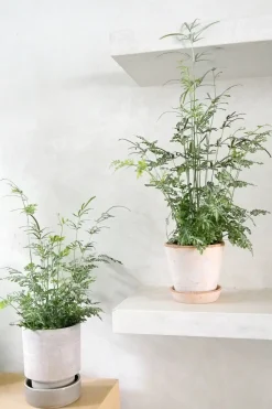 Tropiske Planter^PLANT Sølvbånd bregne