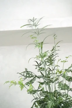 Tropiske Planter^PLANT Sølvbånd bregne